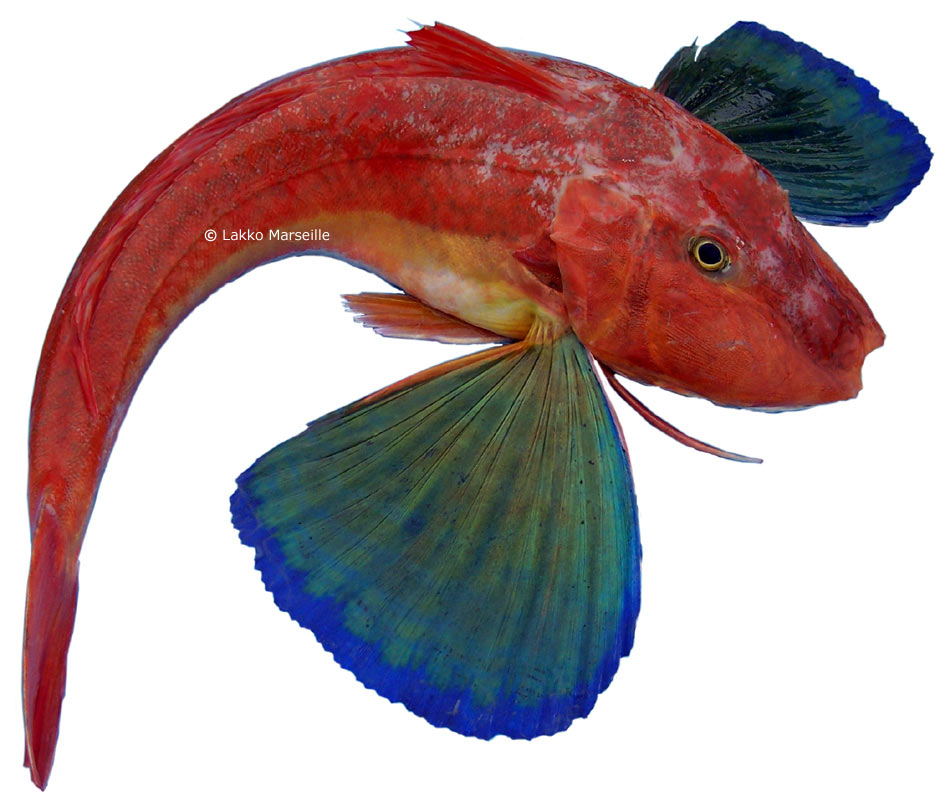 galinette, Chelidonichthys lucerna