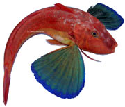 Chelidonichthys lucerna, grondin perlon, galinette