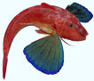 photos de poissons de mditerrane, galinette