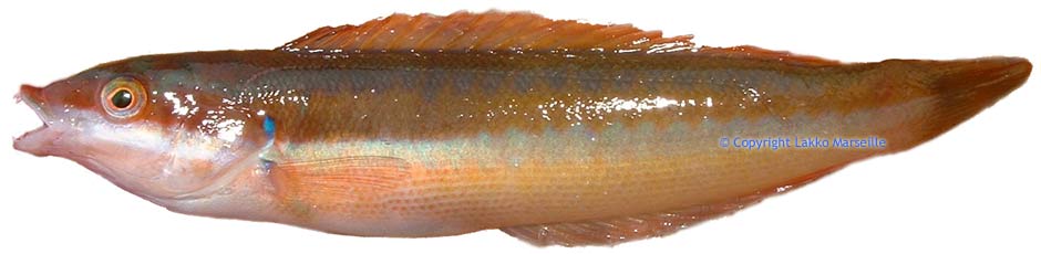 girelle marron. femelle, coris julis