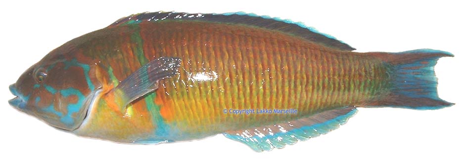 girelle paon - thalassoma pavo