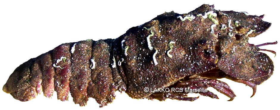 grande cigale, scyllarides latus