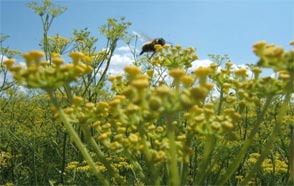 abeille butinant les fenouils