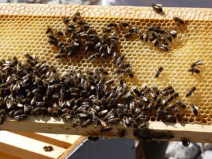 Les abeilles au travail
