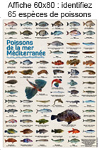 affiche poissons