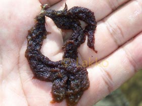 algue marron des saupes