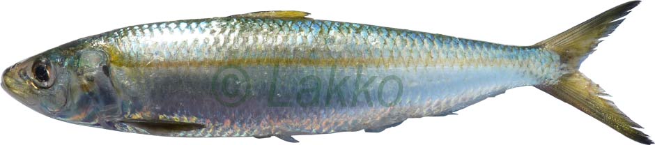 allache, sardinelle, sardinella aurita
