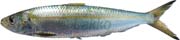 allache, sardinella aurita