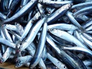 anchois, Engraulis encrasicolus