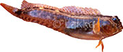 zvonimiri