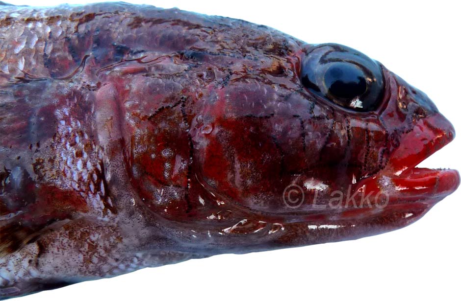 lvres du gobie rouge