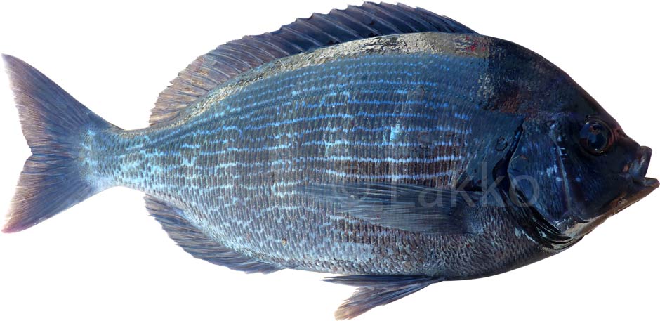 canthare bleue