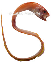 cpole - cepola macrophthalma