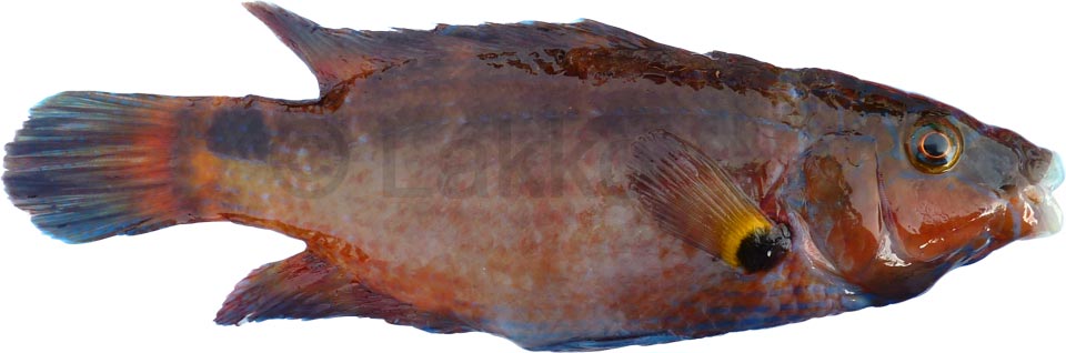 Crénilabre méditerranéen, symphodus mediterraneus