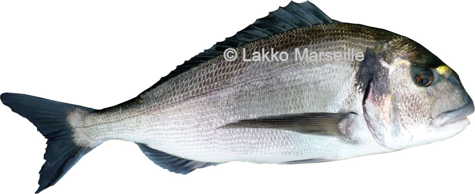 dorade 2 kg
