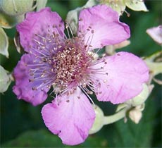 fleur de ronce