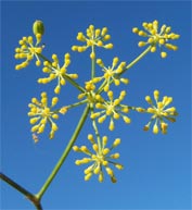 fleurs de fenouil