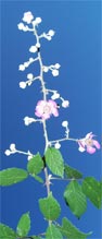 fleurs de murier sauvage