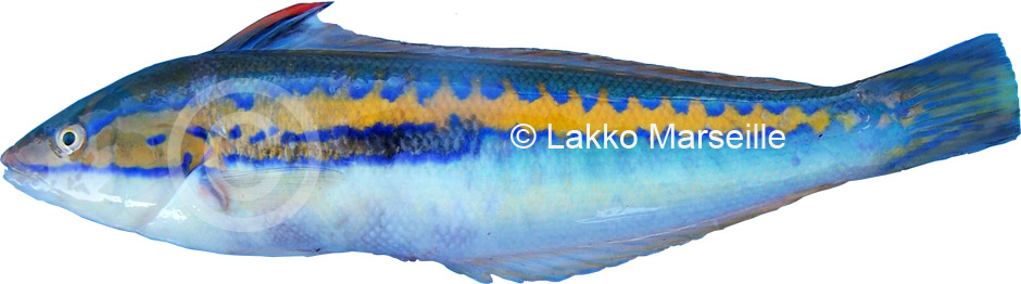 girelle royale bleue - coris julis