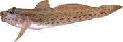 gobie mouchet, gobius buchichii