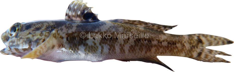 gobie tachet,  pomatoschistus microps