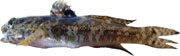gobie tachet, pomatoschistus microps