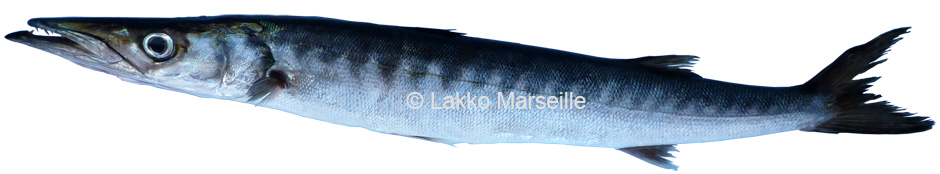 grand barracuda, sphyraena viridensis