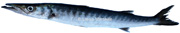 grand barracuda