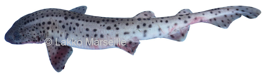 grande roussette,  scyliorhinus stellaris