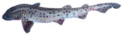grande roussette, Scyliorhinus stellaris