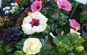 hibiscus