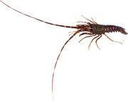 langouste, Palinurus elephas