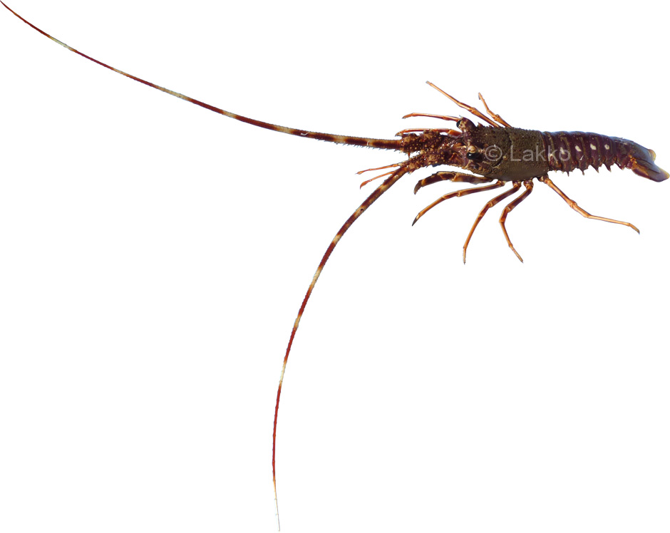 langouste rouge de mditerrane, Palinurus elephas