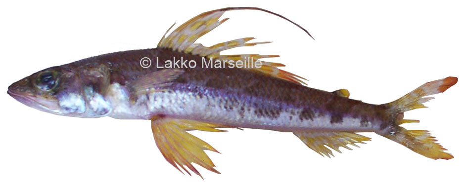 limbert royal