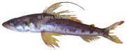 lambert royal