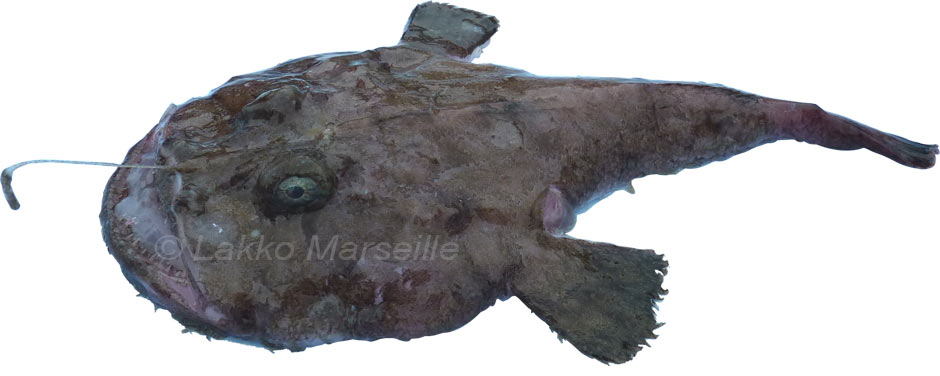 lophius-piscatorius, lotte, baudroie