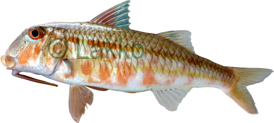 mullus surmuletus