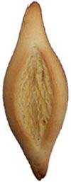 navette de Marseille