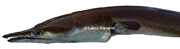 ophisurus serpens