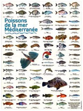 photos de poissons