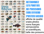 planche affiche poster poissons