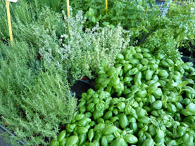 plantes aromatiques