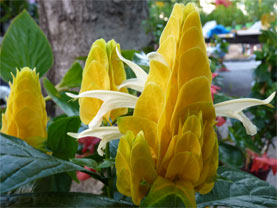 plantes extraordinaires