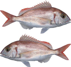 poissons d'avril