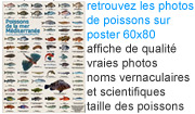 poster poissons de mer