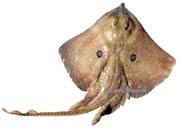raie miroir, raja miraletus