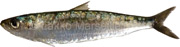 sardine,  Sardina pilchardus