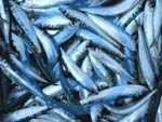 sardines