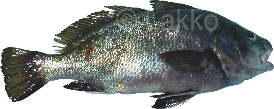 sciaena umbra