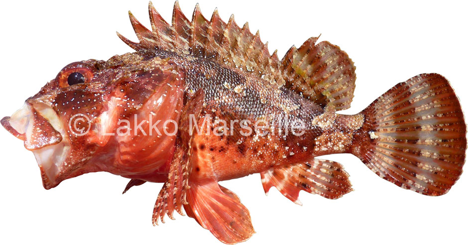 scorpaena notata
